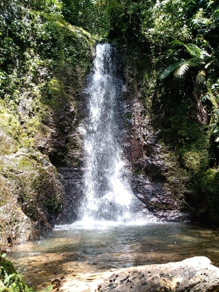 Baño de Bosque